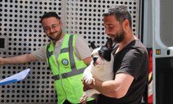 Başkan Ayşe Ünlüce Çaresiz Kalan 9 Can Dostuna Sahip Çıktı